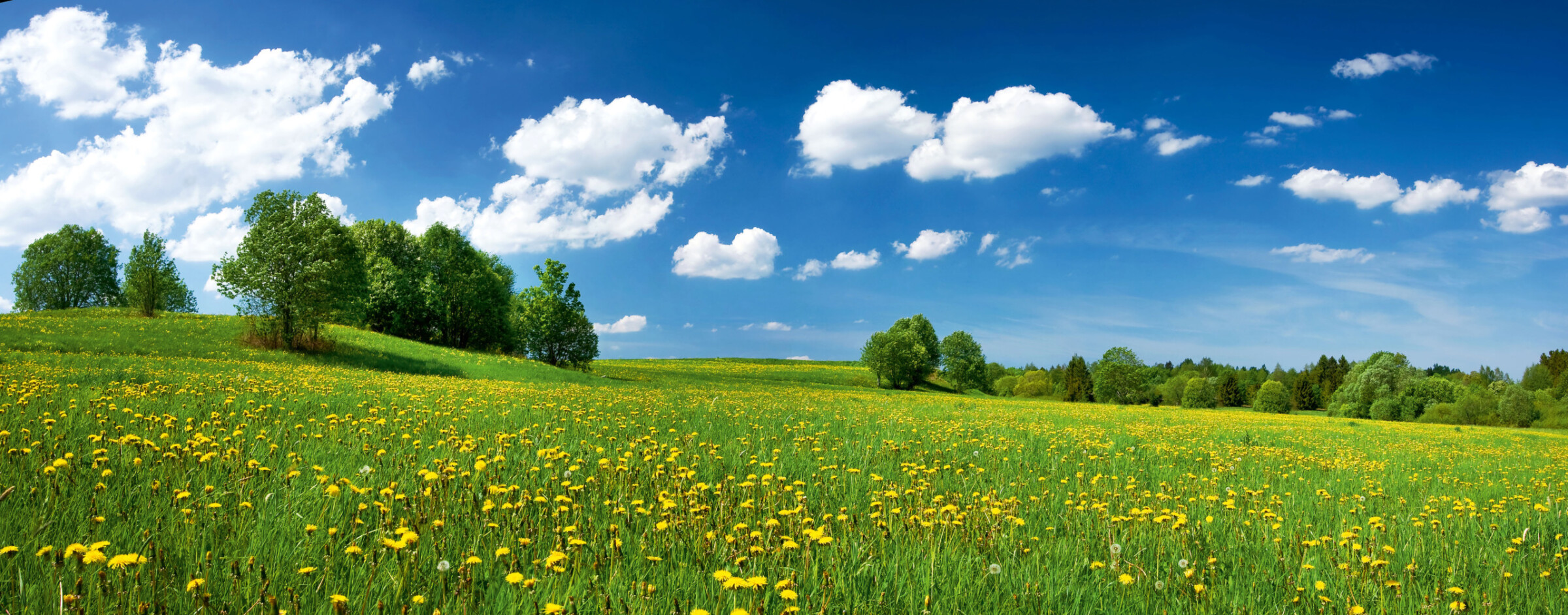 Field with dandelions and blue sky