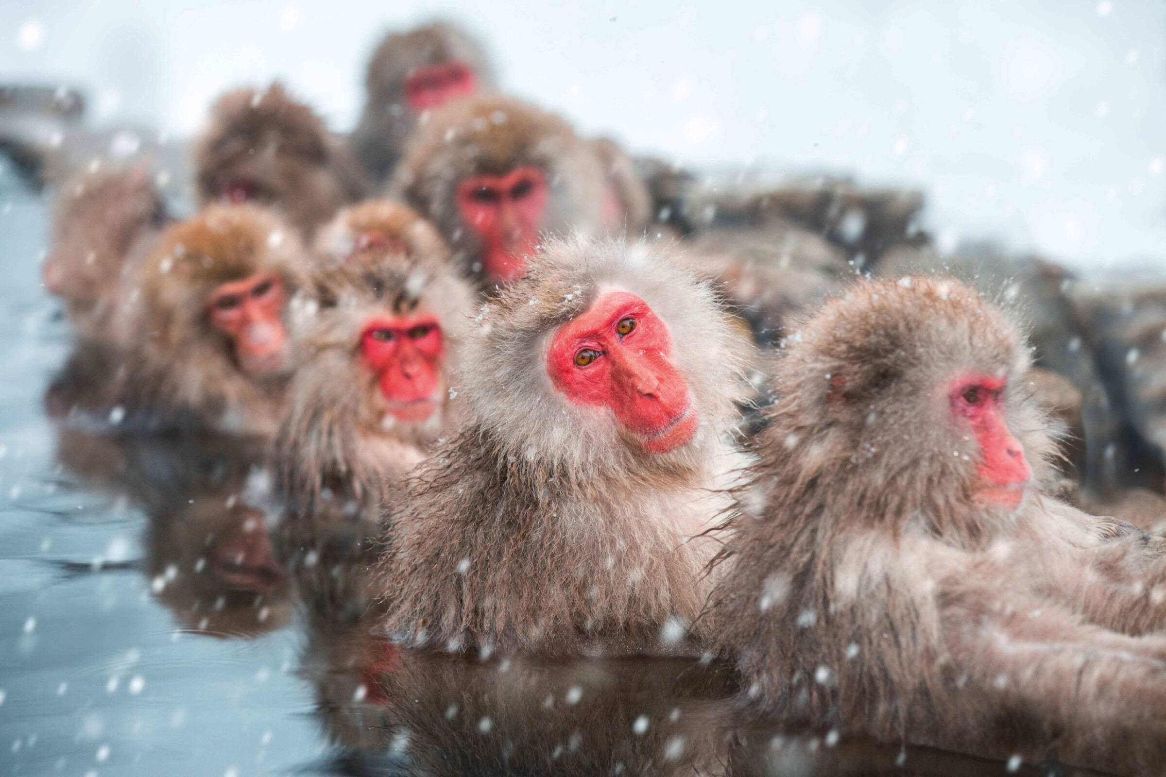 Letting off steam – a group of snow monkeys enjoying the hot springs in volcano-rich Japan