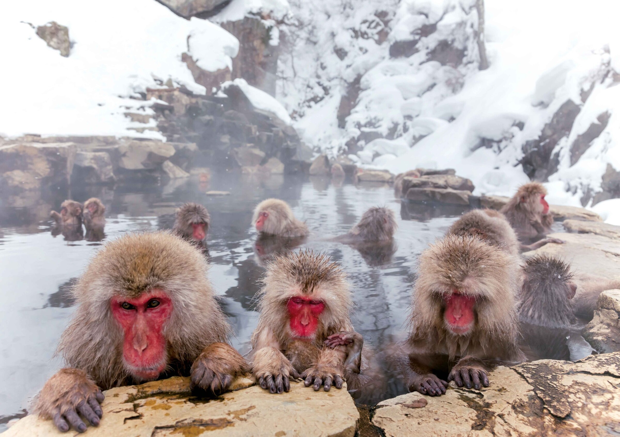 The Japanese macaque – a lively climber with a lively mind.