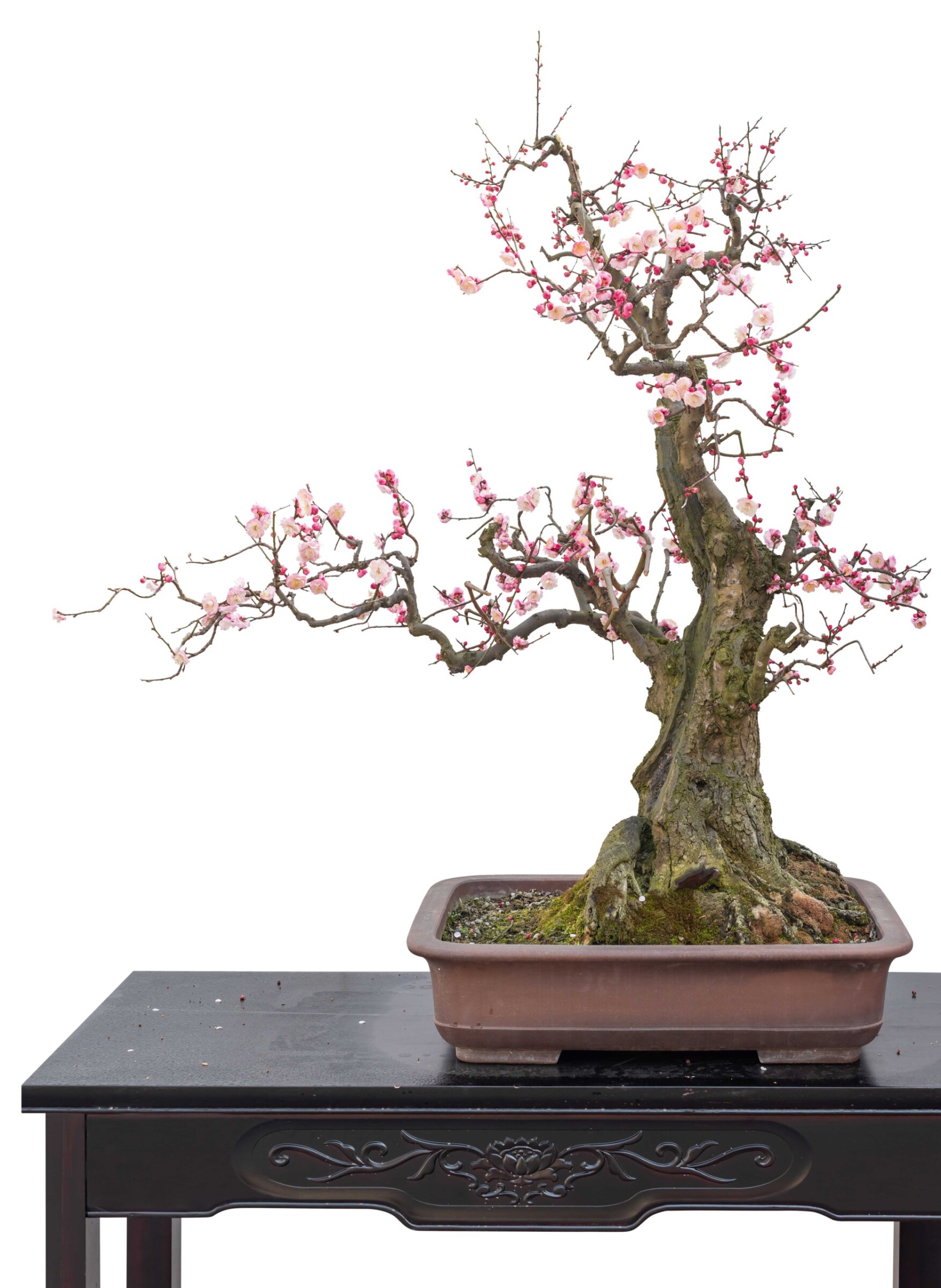 Ähnlich steht das Prinzip der Unvollkommenheit hinter der traditionellen Bonsai-Botanik.