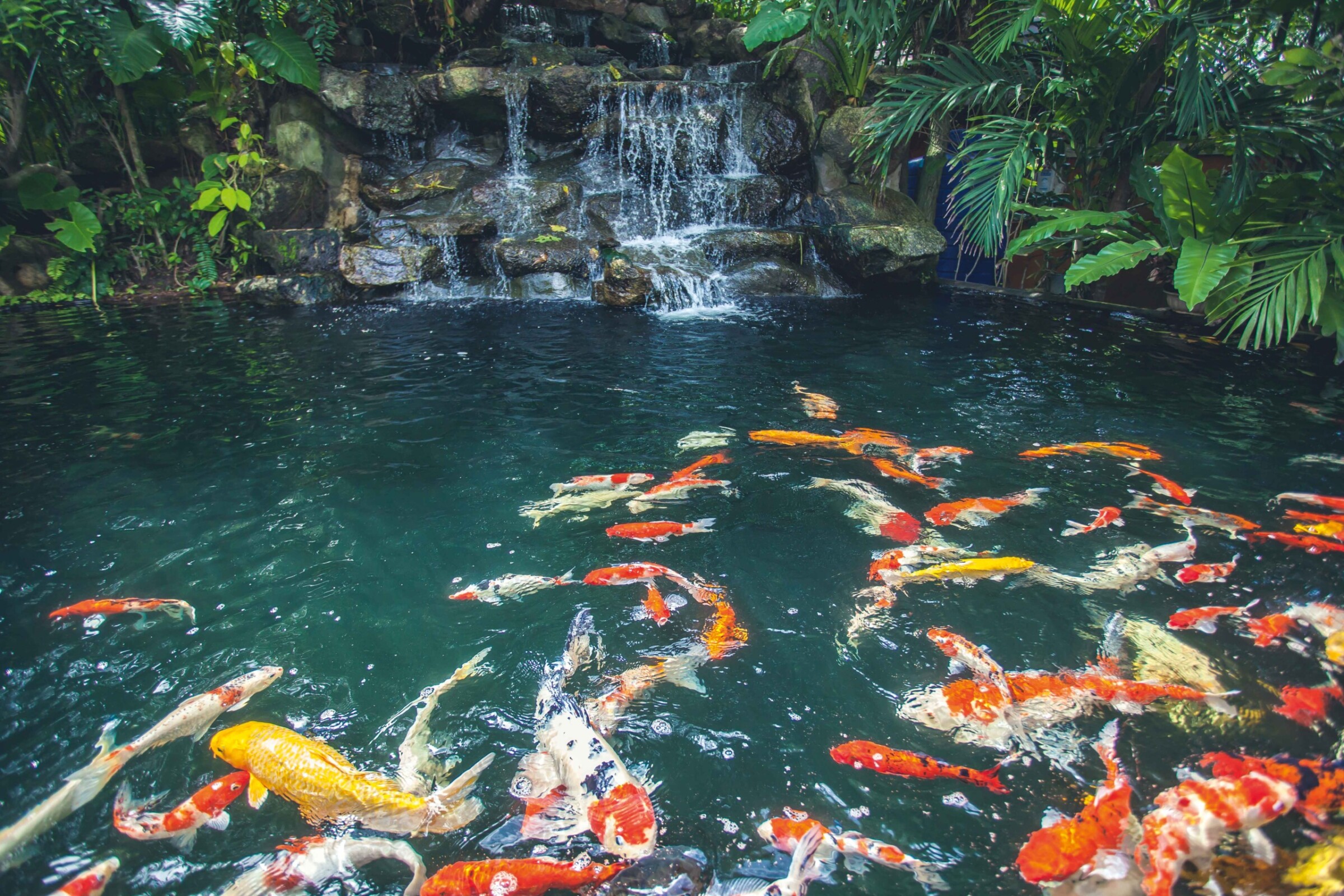 Fascinating journey of the Koi carp.