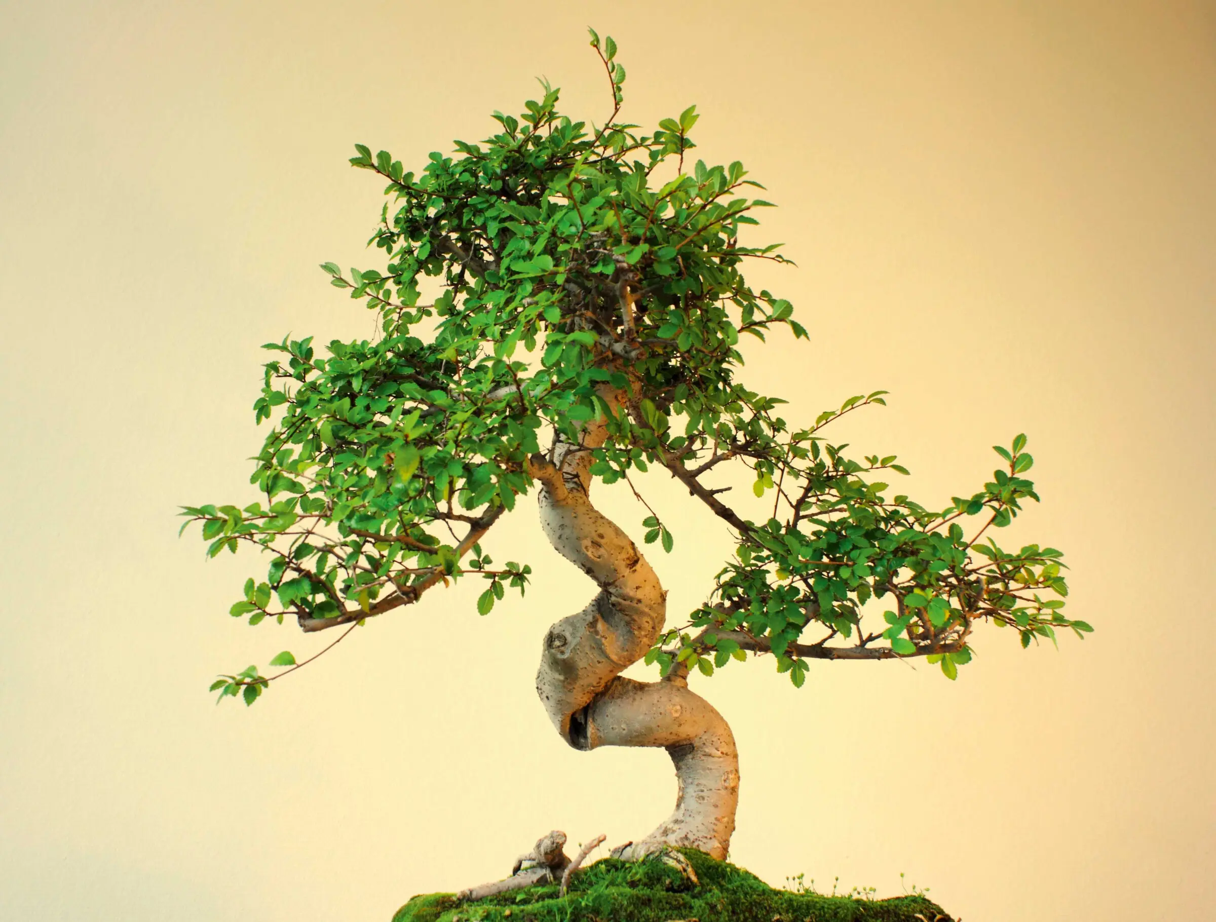 Bonsai  kleiner Baum ganz gro - Mitsubishi Electric EDM