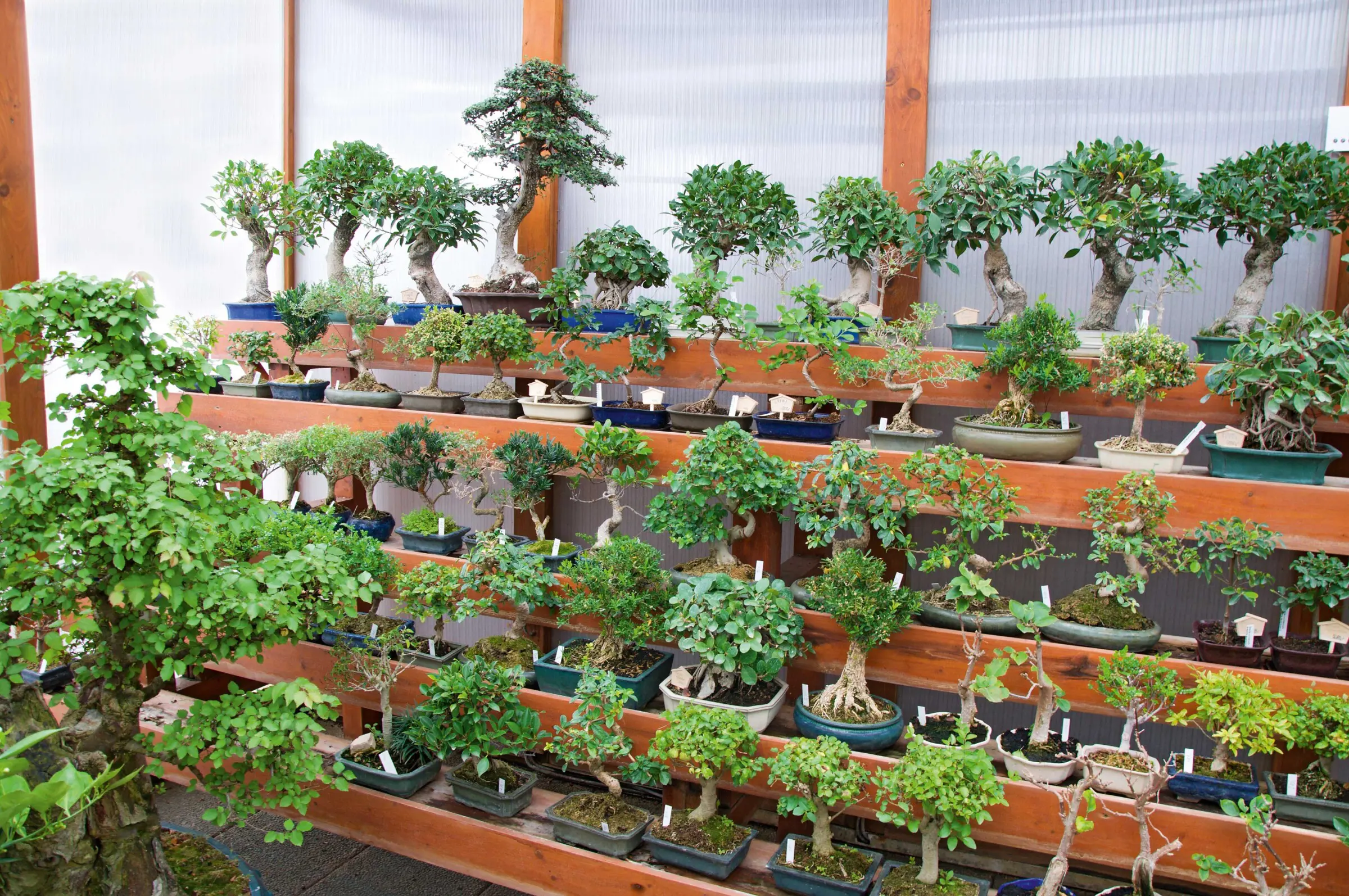 Bonsai  kleiner Baum ganz gro - Mitsubishi Electric EDM
