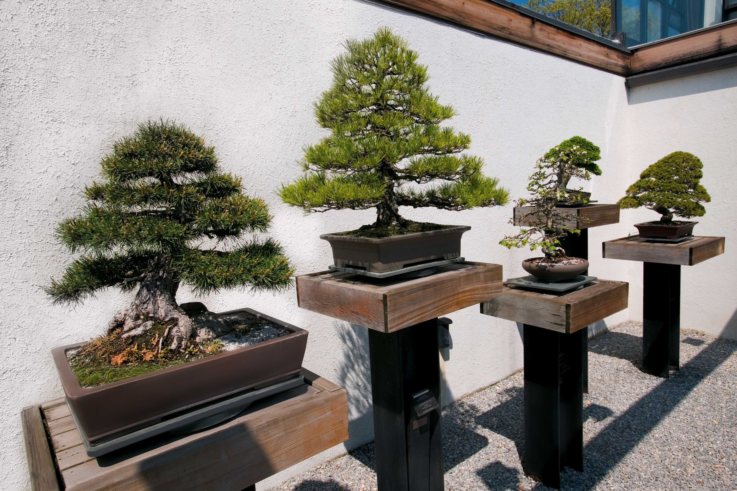 The once so exotic-looking bonsai has meanwhile found aficionados all over the world.