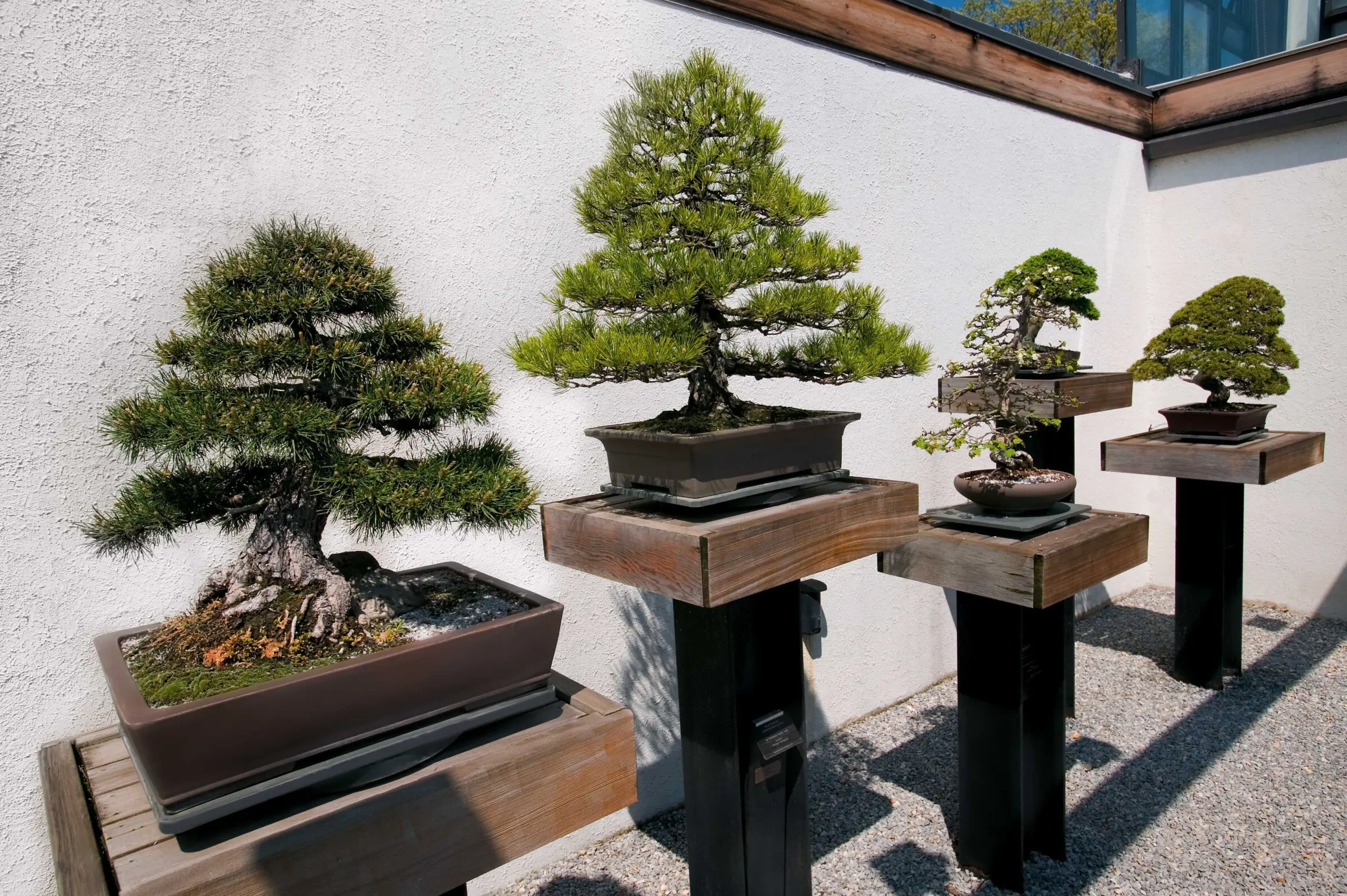 Bonsai  kleiner Baum ganz gro - Mitsubishi Electric EDM
