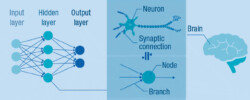 The neural network