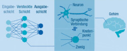 Das neuronale Netz
