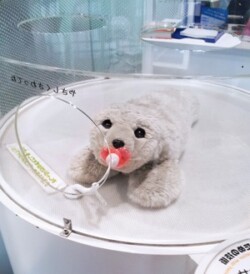 “Give me a stroke!” The harp seal cub Paro responds to touch.